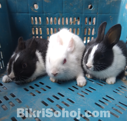 খরগোশের বাচ্চা বিক্রি করা হবে